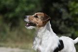 PARSON RUSSEL TERRIER 102